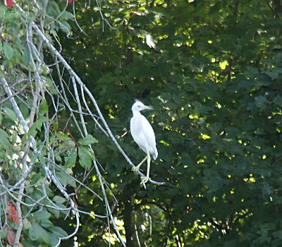 [The all-white heron with skinny yellow legs is perched on a tree branch devoid of greenery. Some small feathers are visible sticking out from the top of its head.]